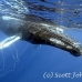 whale_humpback_h_00200_dom3599.jpg